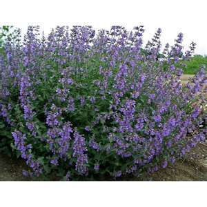 Catnip aromatic perennial herb ornamental foliage blue purple flowers 