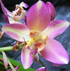 Live Plant Large Tropical Ground Orchid Yellow Purple