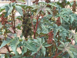 Lot of 50 pieces burgundy castor bean seeds, from 2012 crop. The young 
