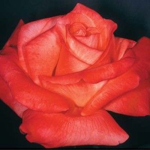 Rosa Cary Grant Hybrid Tea Rose