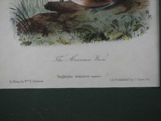 John Cassin Original Bird Lithograph The Mexican Wren