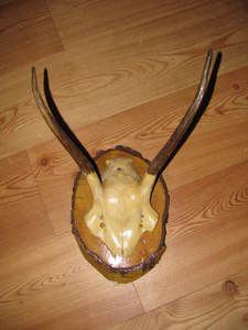 Trofeo di cervo massacre cerf trophy deer ciervo 22cm Fusone 012