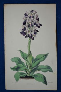 Orchis. Hand Colored Botanical. James Andrews, Floral Magazine. 1860.