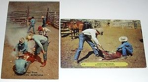 Lot of 2 Montana Rodeo Branding Missoula Culbertson Vintage Postcards 