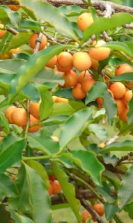 Live Fruit Tree Seedling Lemon Drop Mangosteen Garcinia Intermedia 