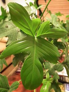   Lacinatum Angel Wing Tropical Plant Vine Mid Century