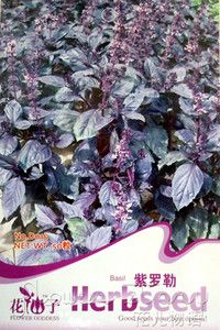 Pack 50 Rare Herb Seeds Purple Sweet Basil Seed Chinese Ocimum 