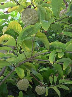   Annona Squamosa RARE Fruit Tree Custard Apple Live 100 Seeds