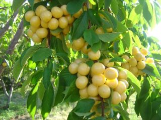 Anatolian White Cherry Tree 10 Fresh Seeds