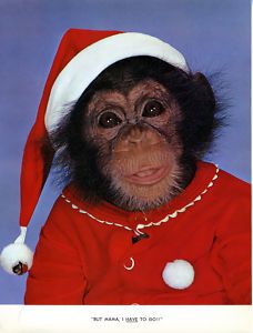 Vintage Picture Chimp Christmas Baby Chimpanzee Santa
