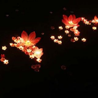 50×8 Color Flower Lotus Chinese Lanterns Wishing Floating Water Light 