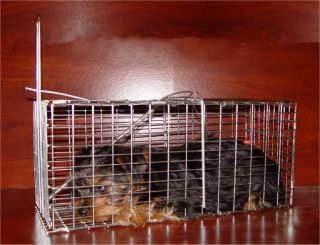 Get Two Live Animal Traps Gopher Squirrel Chipmunk Rat
