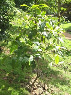   Legendary Colombia APHRODISIAC Fruit Tree Alibertia patinoi Live Plant
