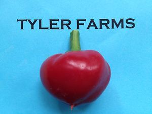 25 Hot Red Cherry Bomb Pepper Seeds Organic Chili Chile