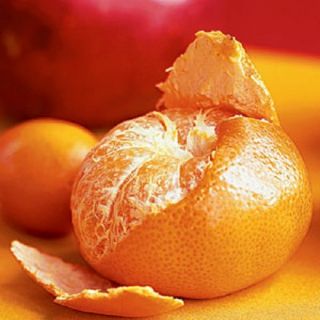 GRAFTED Clementine Mandarin Citrus Tree Patio / Container 1 Gallon pot