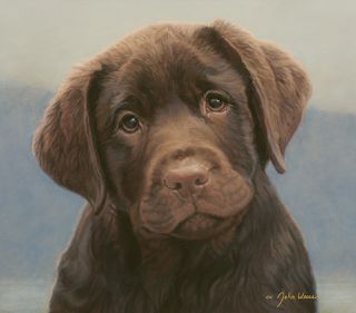 John Weiss HOT CHOCOLATE giclee canvas Chocolate LABRADOR puppy