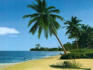 Tropical African Palm Sand Beach Wallpaper Photo Mural