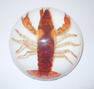 cm Dome Paperweight Red Lobster Freshwater Crayfish on White