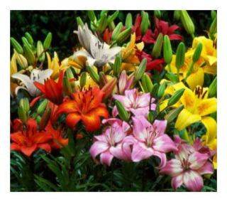 Cottage Farms Set of 50 Mixed Perennial AsiaticLilies —