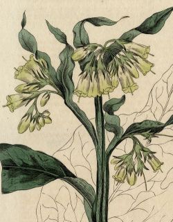 1834 Baxter HC Botanical Engr Symphtum Comfrey 101