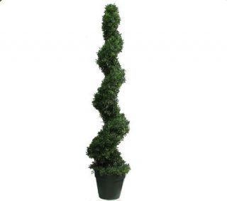 Spiral Boxwood Topiary by Valerie —