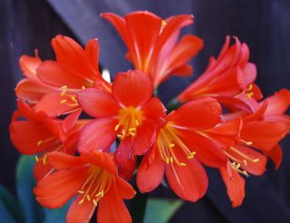 Conways Laura x Katie D Clivia Seedling Plant Ruggles