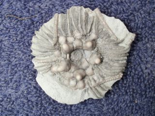 Nice Crawfordsville Crinoid Fossil Fossils Museum Mississippian