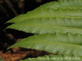 Image of Blechnum chilense (Costilla de vaca / Quilquil / Palmilla)