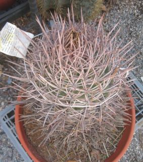 Echinocactus Polycephalus Mojave Cotton Top Cactus 67