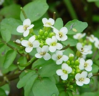 Water Cress pond plant herb great for biofilter