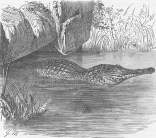 Crocodiles Long Nosed Crocodile Antique Print 1896