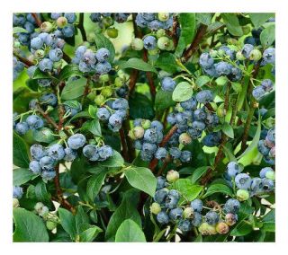 Cottage Farms Misty Blueberry with Deco Pot —