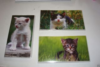  Year Cats Kittens Monthly Pocket Planner Calendar w Vinyl Cover