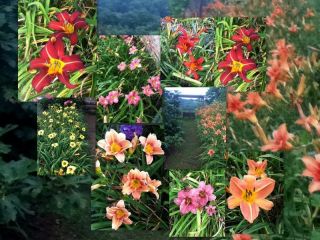 DAYLILY Lot of 50 Fans Several Varieties to Choose from 