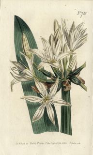 1804 Curtis Botanical H C Print Illyrian Pancratium 718