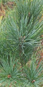  Pine Pinus Trees 10 Set 2 Foot Fast Growing Privacy More Ava