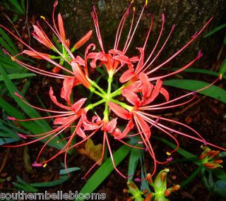 red spider lily bulbs