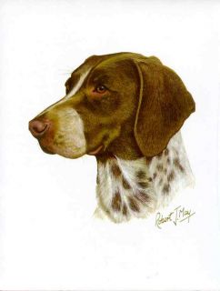 German Shorthaired Pointer Dog Print by Robert J May