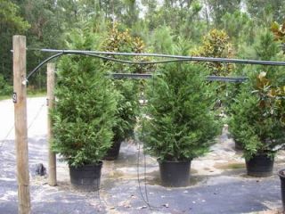 Leyland Cypress Trees 3 1 2 4 Feet Tall Evergreen