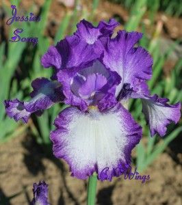 cpwings store jessie s song tall bearded iris dykes medal
