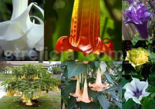 Daturais a plant easy to grow, it gives lot of satisfaction to the