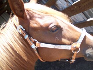 Dale Chavez Silver Show Yearling Halter w Lead Rope Bag