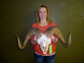38 Dall Sheep Horns Skull Antlers Taxidermy Hunting Lodge Home Decor