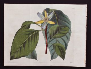 CURTIS BOTANICAL 1823 Vol 50   H/C Double Plt Blue Magnolia 2427