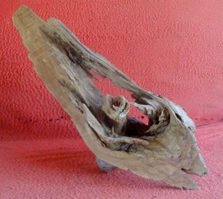 Ancient Laying Cypress Tree Side Driftwood 2562