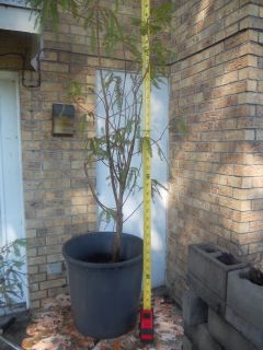 Louisiana Bald Cypress Tree Bonsai Exposed Root Knee 3 Feet Tall in