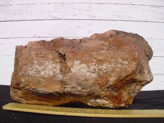 Petrified Wood Landscape Rock Decorative 531 29 5 Lbs