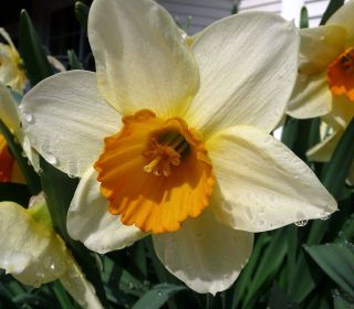 Avanti Daffodil 5 Bulbs Blooms in Mid Spring Deer Resistant