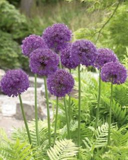 INTERESTING FACTS Allium tends to be resistant to deer, chipmunks