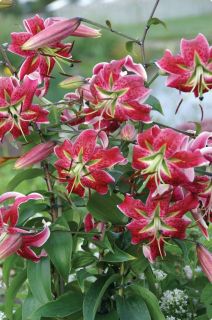 Scarlet Delight Specie Lily 2 Bulbs Magenta Pink